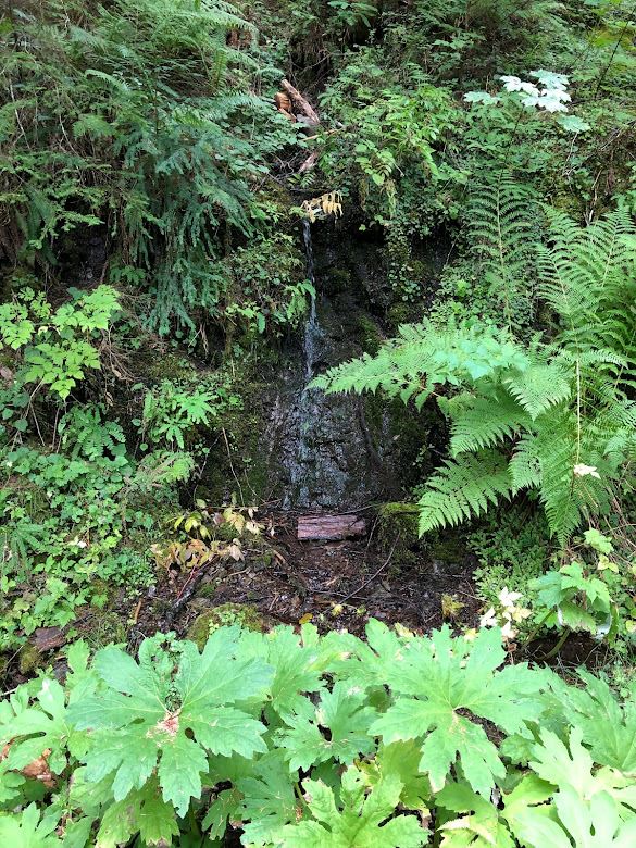 Waterfall in Olympic National Forest