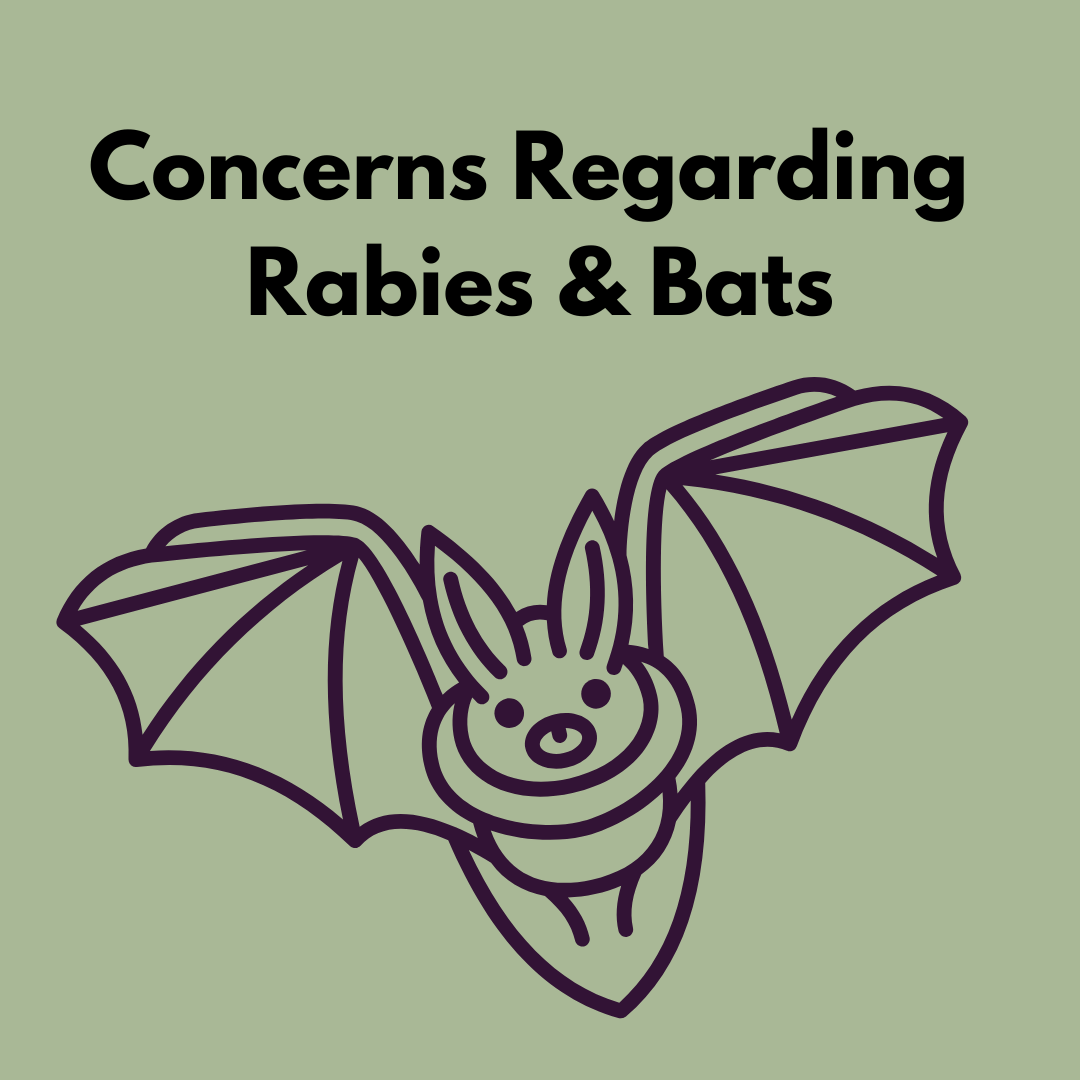Concerns Regarding Rabies & Bats Link