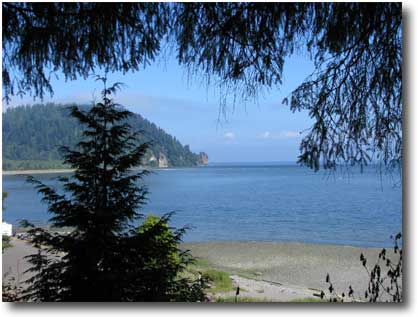 Forest Trees Nearby Open Water