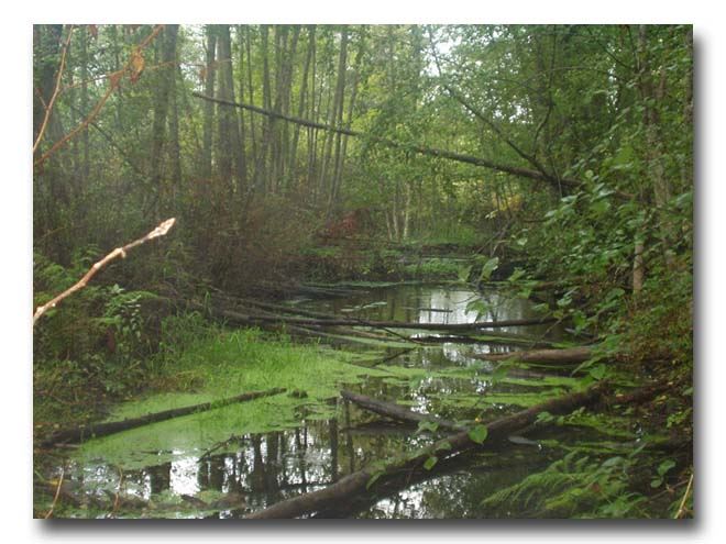 Swampy River in the Three Waters County Park