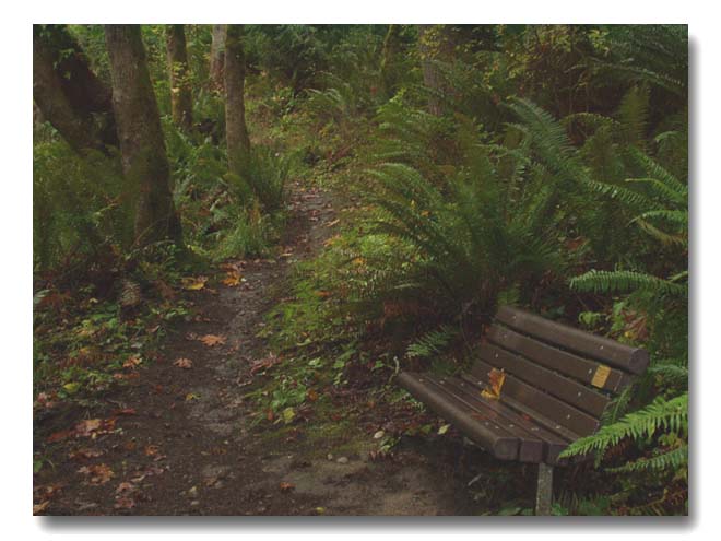 Bench on the Verne Samuelson Trail 