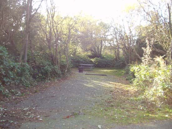 Dungeness Recreation Area Campsite for Site 14