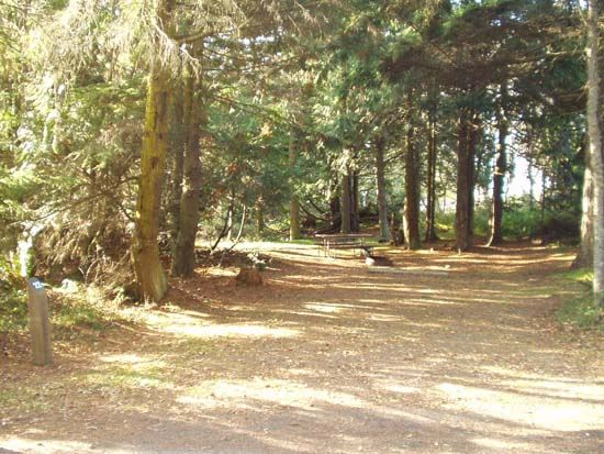 Dungeness Recreation Area Campsite for Site 22