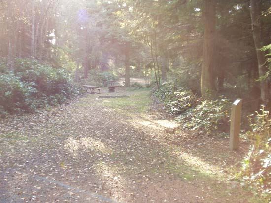 Dungeness Recreation Area Campsite for Site 31