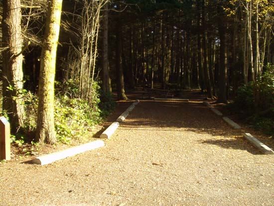 Dungeness Recreation Area Campsite for Site 37