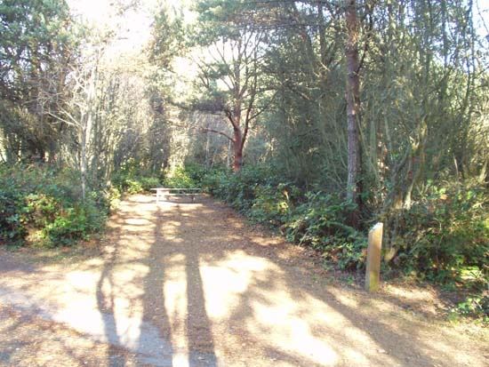 Dungeness Recreation Area Campsite for Site 54