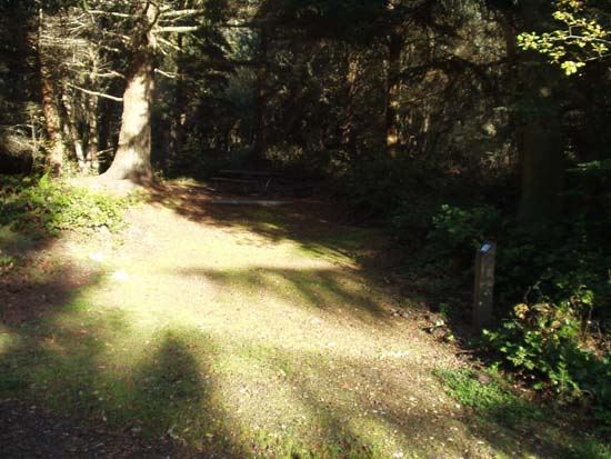 Dungeness Recreation Area Campsite for Site 65