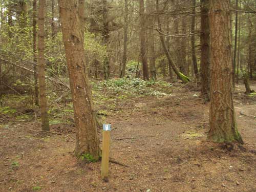 Dungeness Recreation Area Biker / Hiker Site H