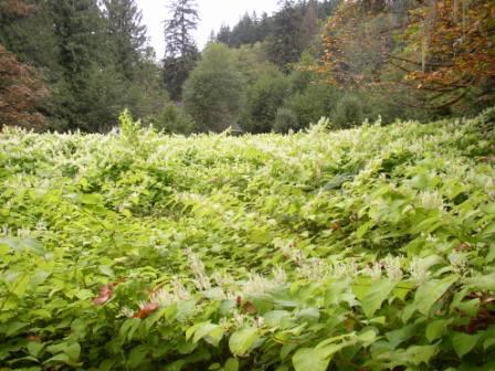 Knotweed on the Sol Duc River