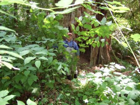 Knotweed on Wisen Creek
