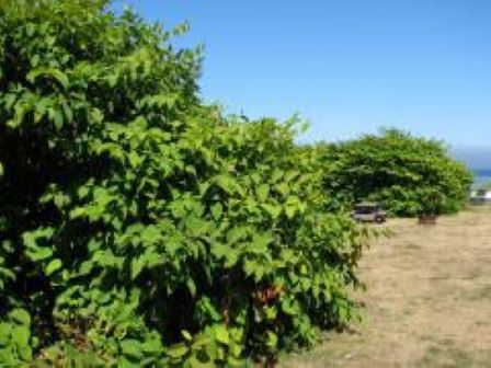 Knotweed in Sekiu