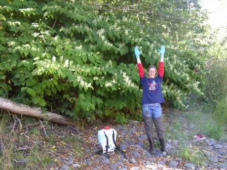 Crew Member with Knotweed