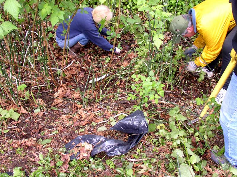 Pulling Yellow Archangel