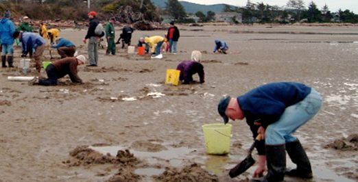 Shellfish Harvesting